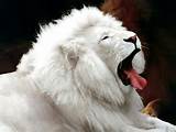 White Mountain Lion Pictures