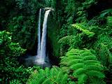 Rainforest Background Photos