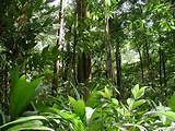 The Rainforest Vegetation Photos