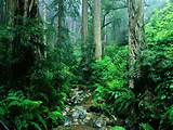 Tropical Rainforest Resources