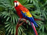 Tropical Forest Animal Life Pictures