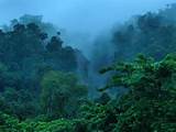 Pictures of Tropical Rainforest Humidity