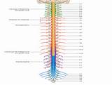 Photos of Spine Nerve Map