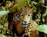 Photos of Jaguar Animals In The Rainforest