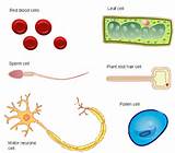 Different Types Of Cells Pictures