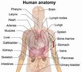 Human Organ Anatomy Images