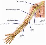 Photos of Radial Nerve In Your Arm