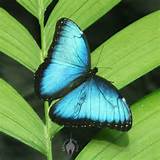 Photos of Butterflies In The Rainforest