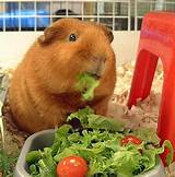Pictures of Fresh Vegetables To Feed Guinea Pigs