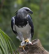 Rainforest Eagle Pictures