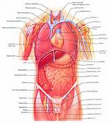 Visceral Organs Pictures