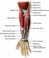 Median And Radial Nerve Compression About The Elbow