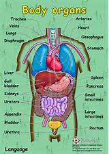 Weight Body Organs Images