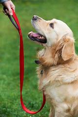 How To Train A Dog Obedience