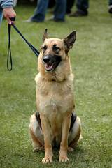 Training A German Shepherd Pictures