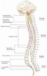 Pictures of Spinal Cord Bruise