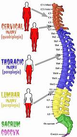 Images of Vertebral Column With Numbers