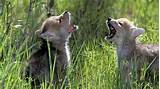Pictures of Wolf Cubs For Sale