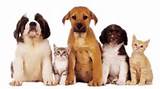 Images of Pet Vet Clinic