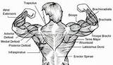 Upper Back Exercises Bodybuilding Photos