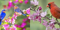 HD Spring Birds Screensavers
