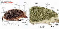 Hedgehog Body Parts
