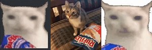 Cat Eating Chips Discord GIF