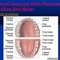 1st Molar Tooth