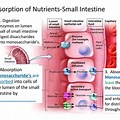 Absorption of Nutrients in Small Bowel