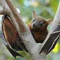 African Fruit Bat
