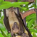 African Straw-Colored Fruit Bat