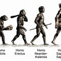 All Human Evolution