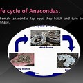Anaconda Life Cycle