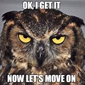 Angry Owl Eagle Meme