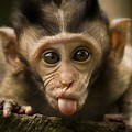 Animal Monkey GIF