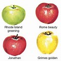 Apple Core at Different Colors