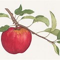 Apple Flower Artwork Banner