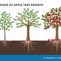 Apple Growth at Stage 1