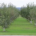 Apple Tree No Fruit