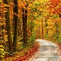Autumn Forest Landscape Photography