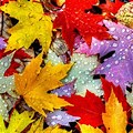 Autumn Leaves Desktop Wallpaper 4K