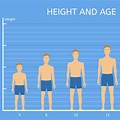 Average Human Height