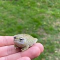 Baby Desert Rain Frog