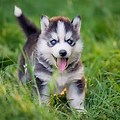 Baby Husky Different Breed