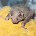 Baby Vampire Bat