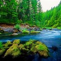 Beautiful Green Forest River