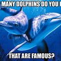 Beautiful Life Dolphin Meme