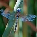 Beautiful Purple Blue Dragonflies
