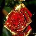 Beautiful Red and Gold Roses