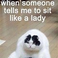 Best Funny Cat Memes